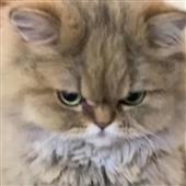 Ví