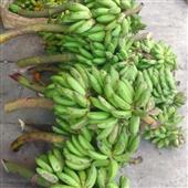 Gậ