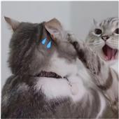 Lị