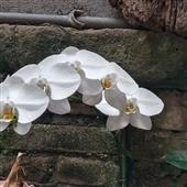 Gậ