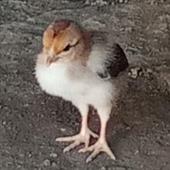 Th