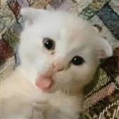 An