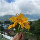 Rạ