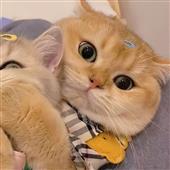 Wo