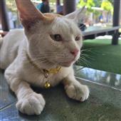 Lậ