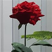 Th