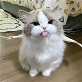 Ki