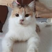 Sò