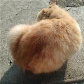 Ng