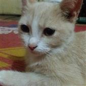 Al