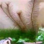 Lo