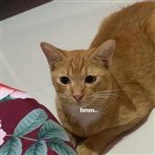 Gi
