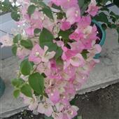 Qu