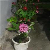 Cu