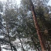 Vệ