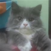 Mú