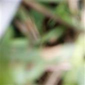 Bầ