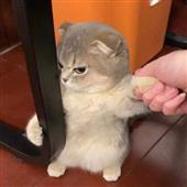 Tr