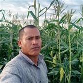 Bả