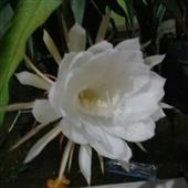 Tỷ