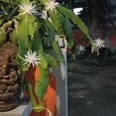 Đấ