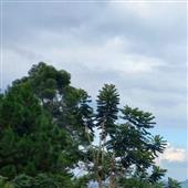 Nữ