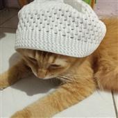 Vị