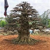 Bữ