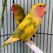Th