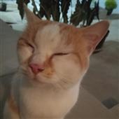 Gu
