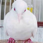 Yê