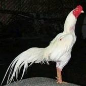 Bà