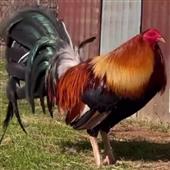 Đá