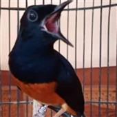 Câ