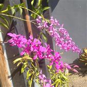 mạ
