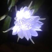 Đu