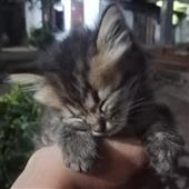 Mạ