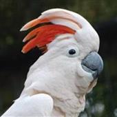 Đá