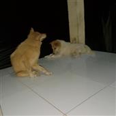 Ba