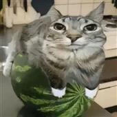Vư