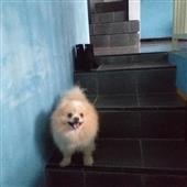 Sấ