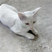 Gấ