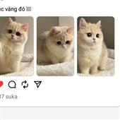 Cầ