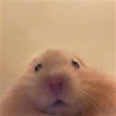 Bầ