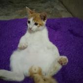 Ng