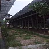 gi