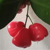 Bộ