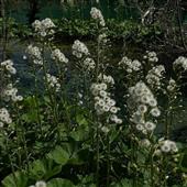 Nh