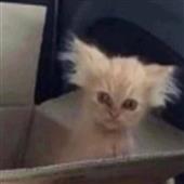 Ng