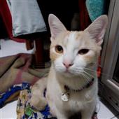 Kế